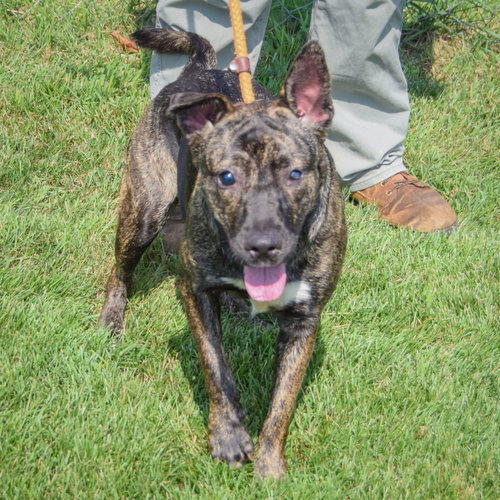 Tuna, an adoptable Dutch Shepherd / Mountain Cur / Mixed at Animal House Shelter — photo 4