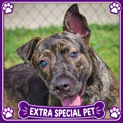 Tuna, Dutch Shepherd / Mountain Cur / Mixed