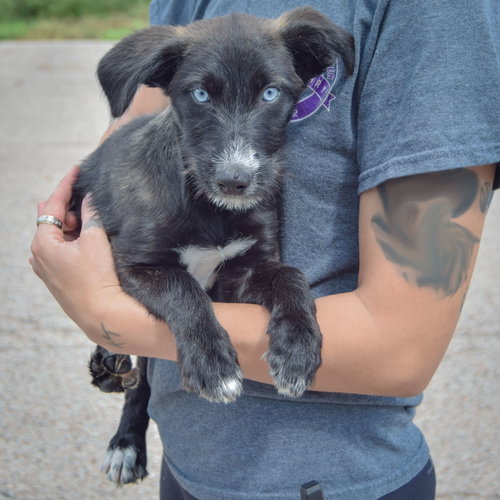 MJ, an adoptable Husky / Wirehaired Fox Terrier / Mixed at Animal House Shelter — photo 3