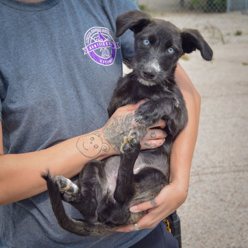 MJ, an adoptable Husky / Wirehaired Fox Terrier / Mixed at Animal House Shelter — photo 4