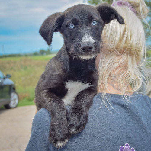 MJ, an adoptable Husky / Wirehaired Fox Terrier / Mixed at Animal House Shelter — photo 5