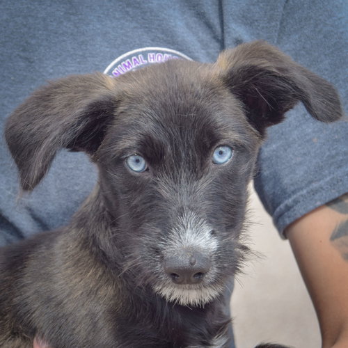 MJ, an adoptable Husky / Wirehaired Fox Terrier / Mixed at Animal House Shelter — photo 6