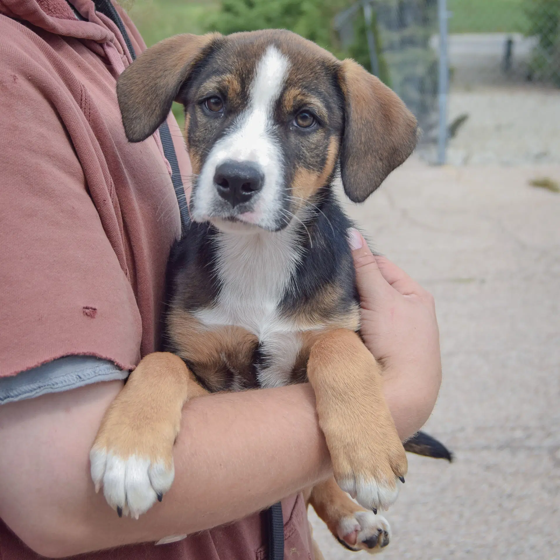 Yvette image 3
