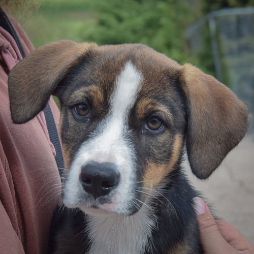 Yvette, an adoptable German Shepherd Dog / Black Labrador Retriever / Mixed at Animal House Shelter — photo 6
