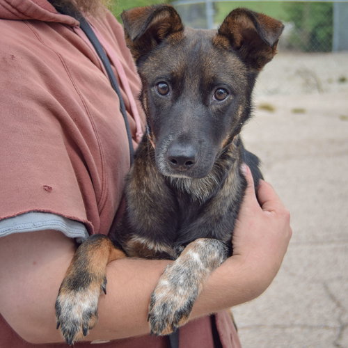 Abby, an adoptable Shetland Sheepdog Sheltie / Cattle Dog / Mixed at Animal House Shelter — photo 3