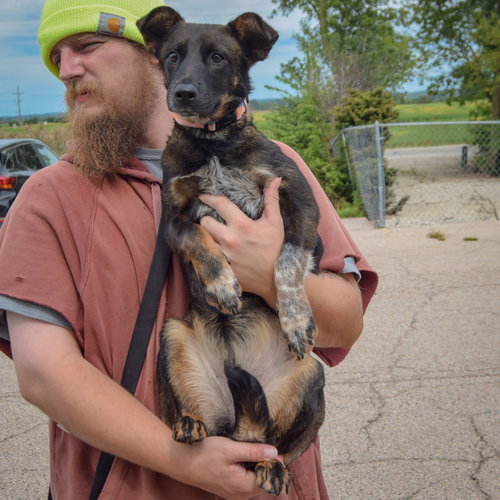 Abby, an adoptable Shetland Sheepdog Sheltie / Cattle Dog / Mixed at Animal House Shelter — photo 4