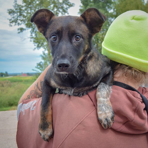 Abby, an adoptable Shetland Sheepdog Sheltie / Cattle Dog / Mixed at Animal House Shelter — photo 5