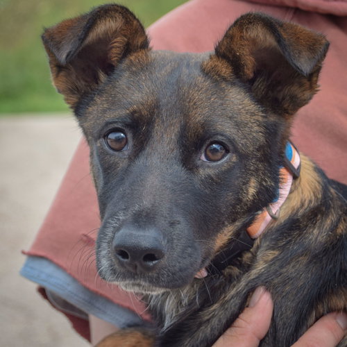 Abby, an adoptable Shetland Sheepdog Sheltie / Cattle Dog / Mixed at Animal House Shelter — photo 6