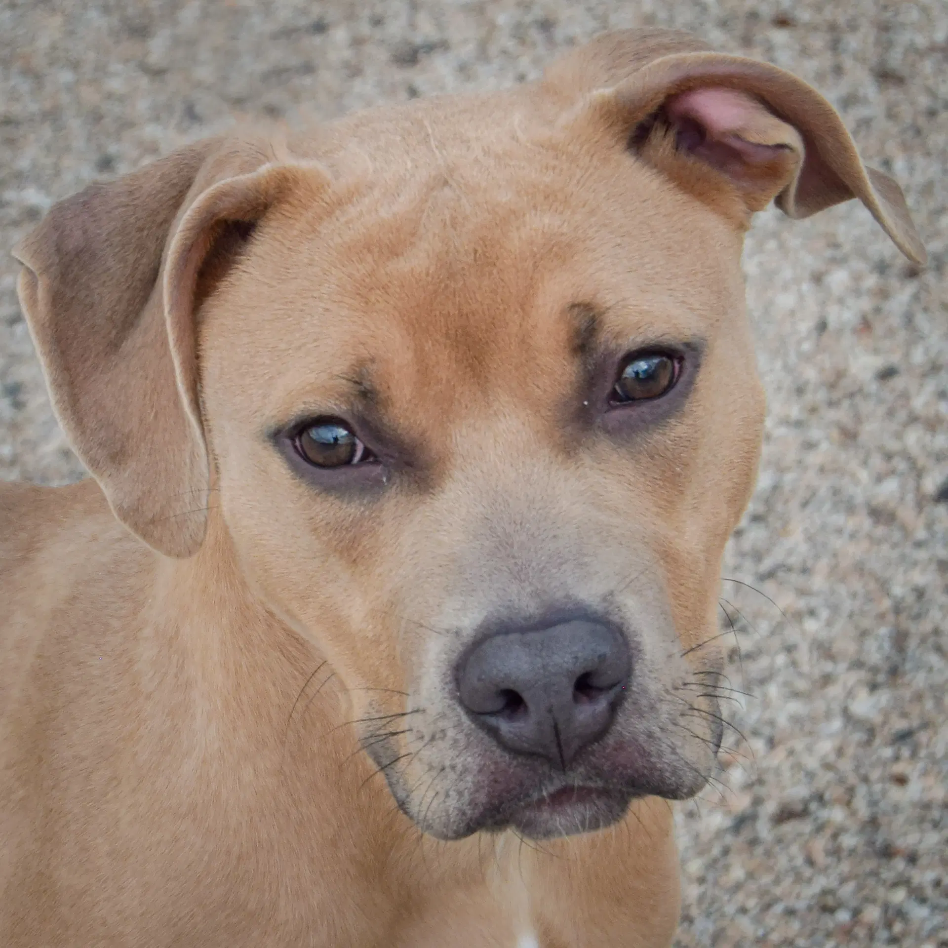 Cane - American Staffordshire Terrier