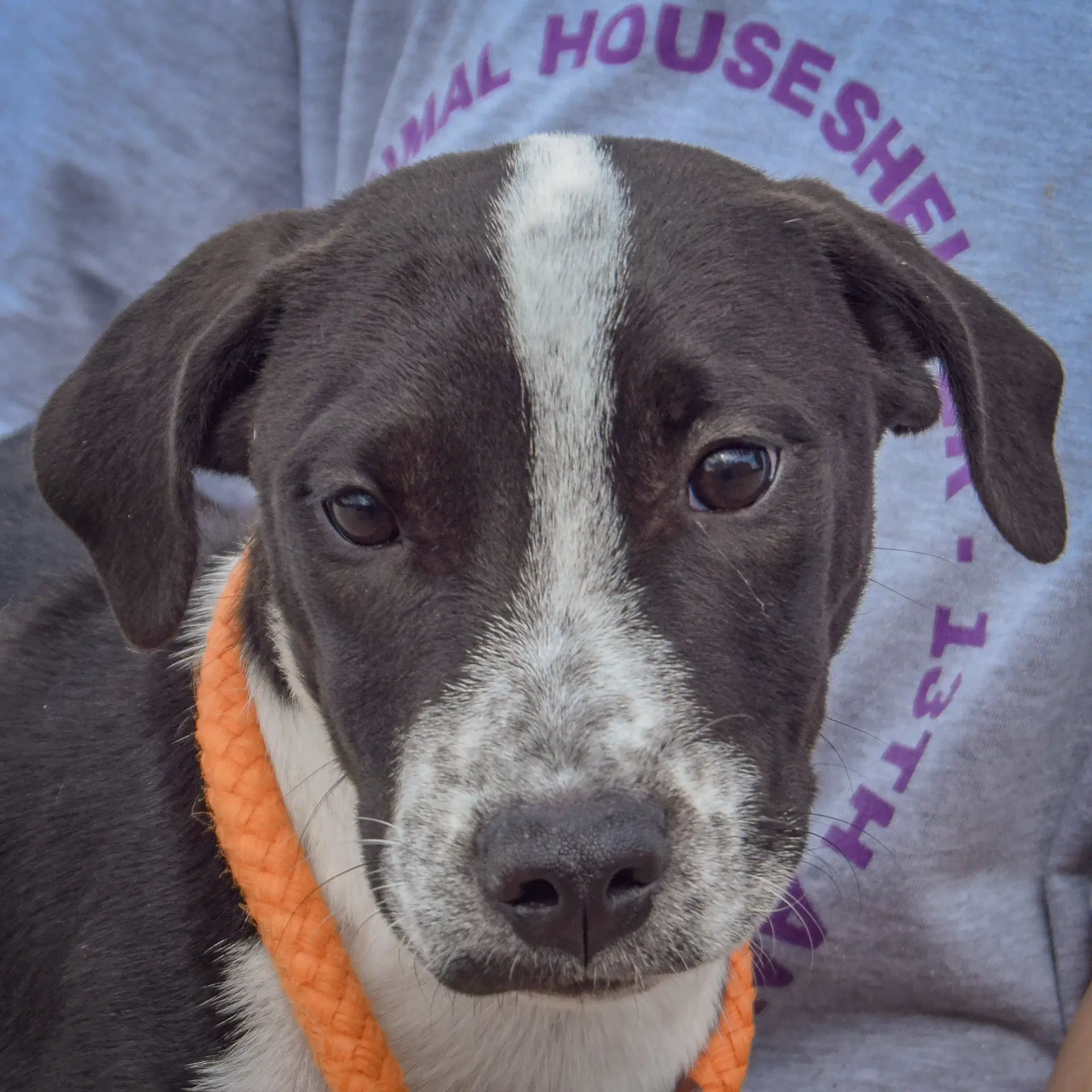 Drake - American Staffordshire Terrier