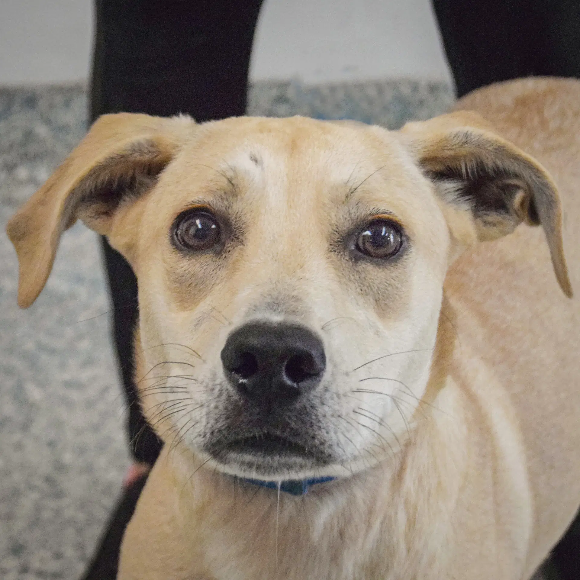 Gwen - Yellow Labrador Retriever