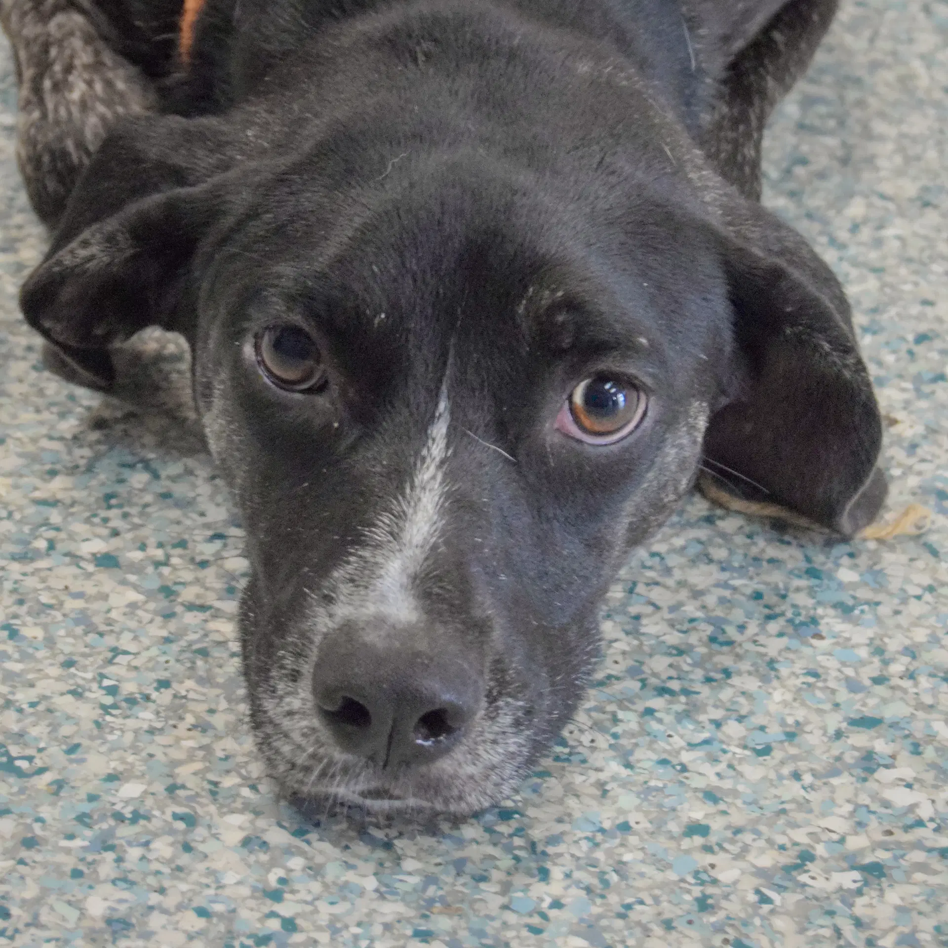 Julez - Black Labrador Retriever
