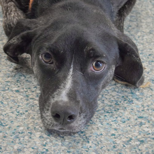 Julez, a dog for adoption from Animal House Shelter, Inc.