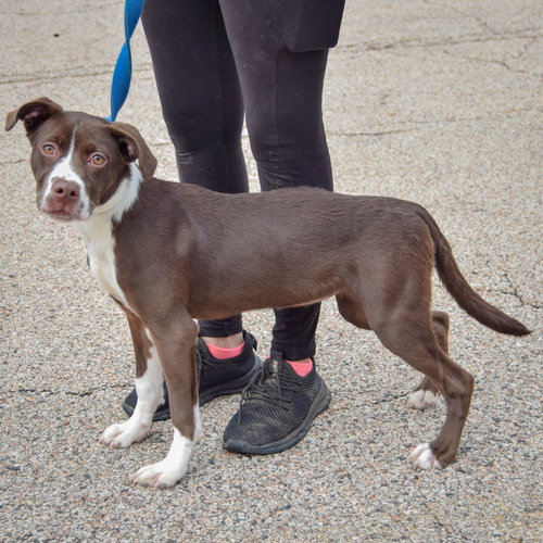 Kibby, an adoptable Boxer / American Staffordshire Terrier / Mixed at Animal House Shelter — photo 2