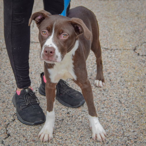 Kibby, an adoptable Boxer / American Staffordshire Terrier / Mixed at Animal House Shelter — photo 4
