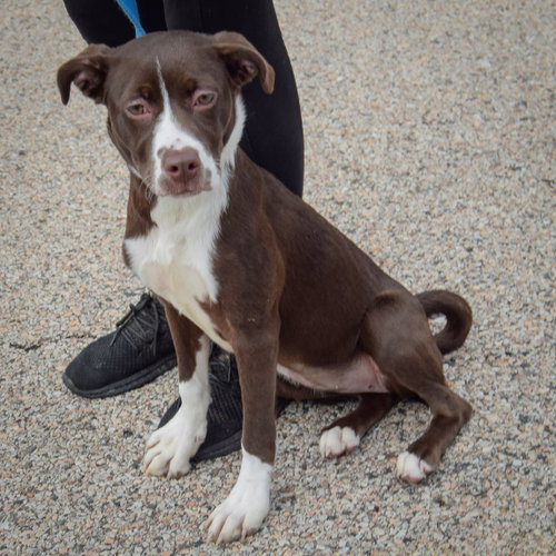 Kibby, an adoptable Boxer / American Staffordshire Terrier / Mixed at Animal House Shelter — photo 5
