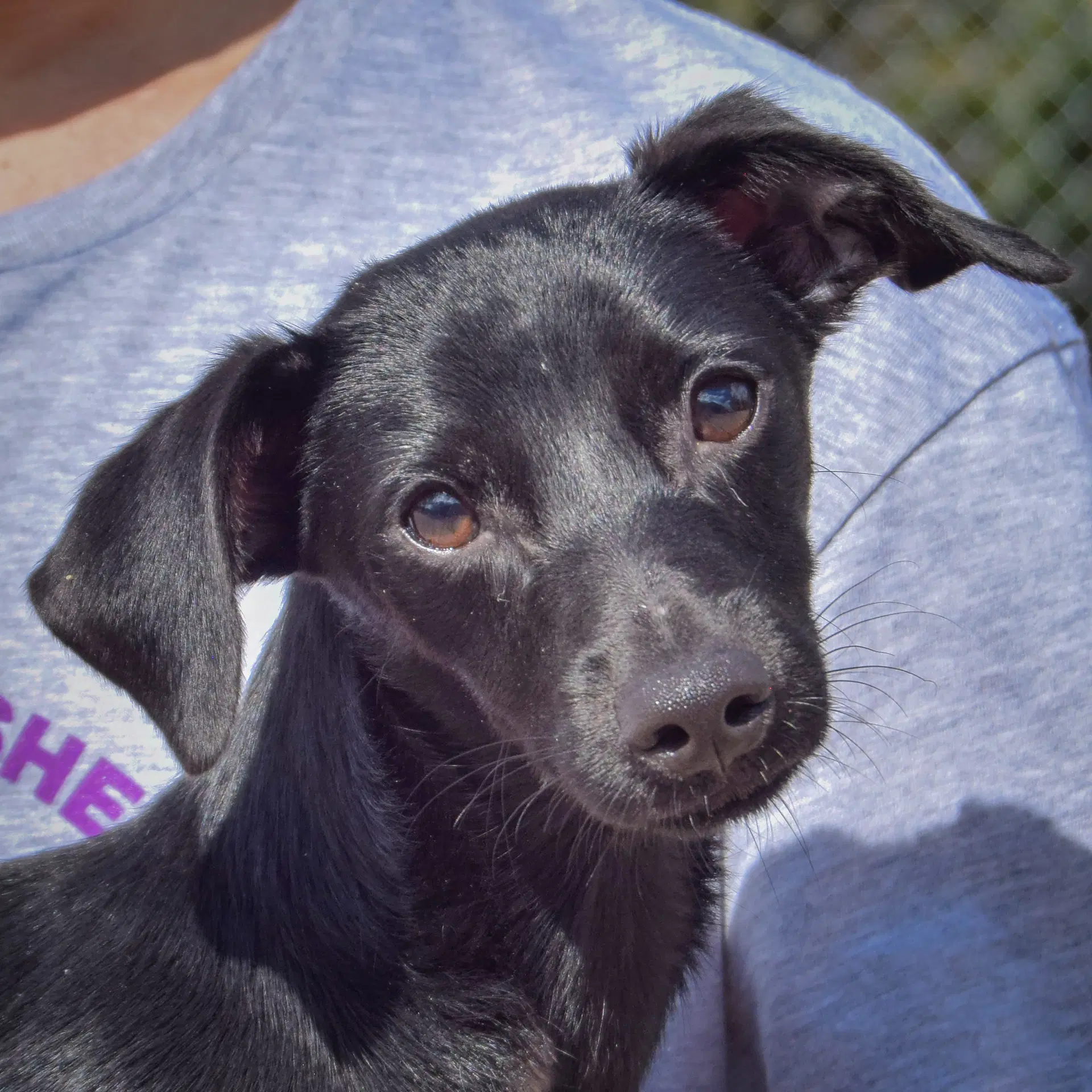 Max - Dachshund