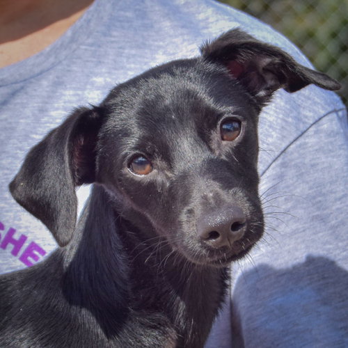 Max, Dachshund / Italian Greyhound / Mixed