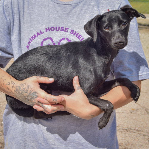 Max, an adoptable Dachshund / Italian Greyhound / Mixed at Animal House Shelter — photo 2