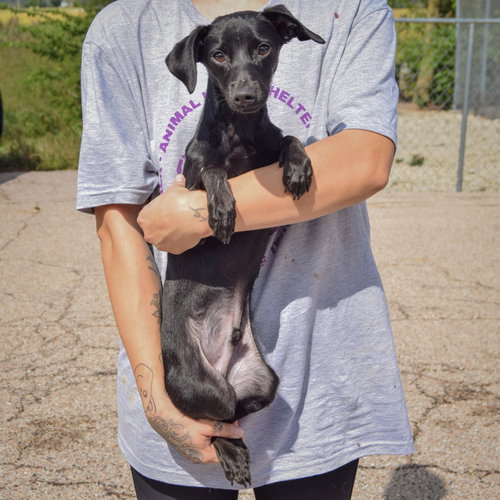 Max, an adoptable Dachshund / Italian Greyhound / Mixed at Animal House Shelter — photo 4