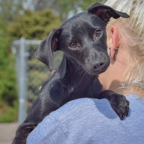 Max, an adoptable Dachshund / Italian Greyhound / Mixed at Animal House Shelter — photo 5