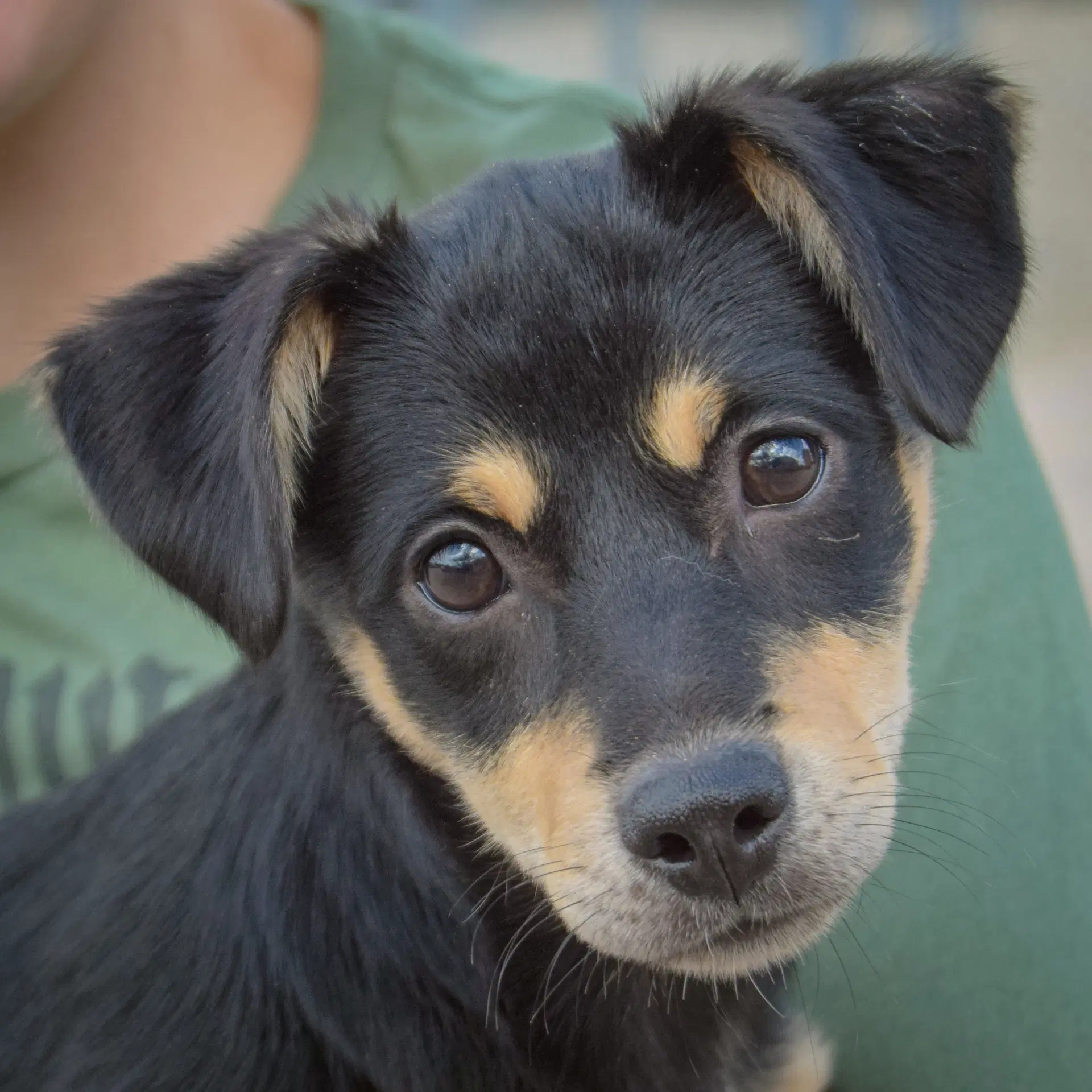 Tink - Dachshund