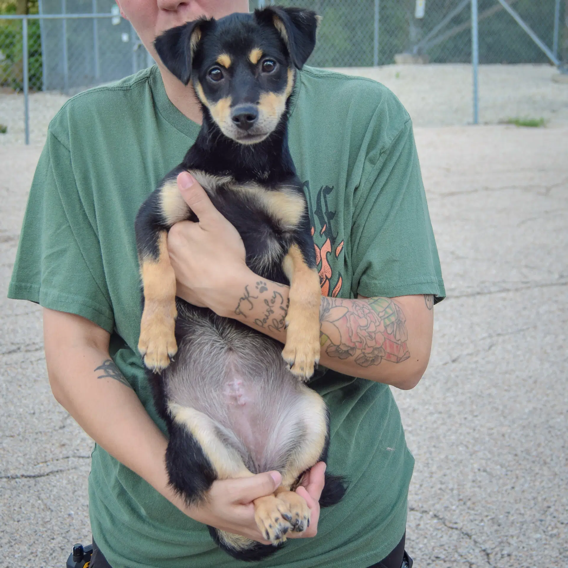 Tink image 3