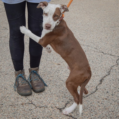 Zorro, an adoptable Red Heeler / American Staffordshire Terrier / Mixed at Animal House Shelter — photo 3