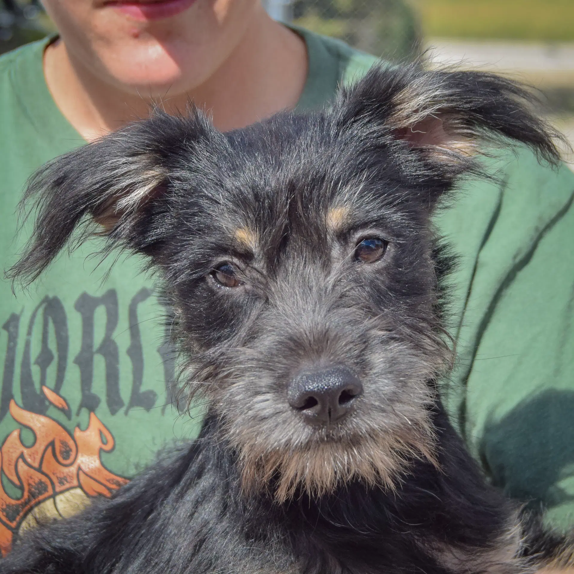 Willow - Schnauzer