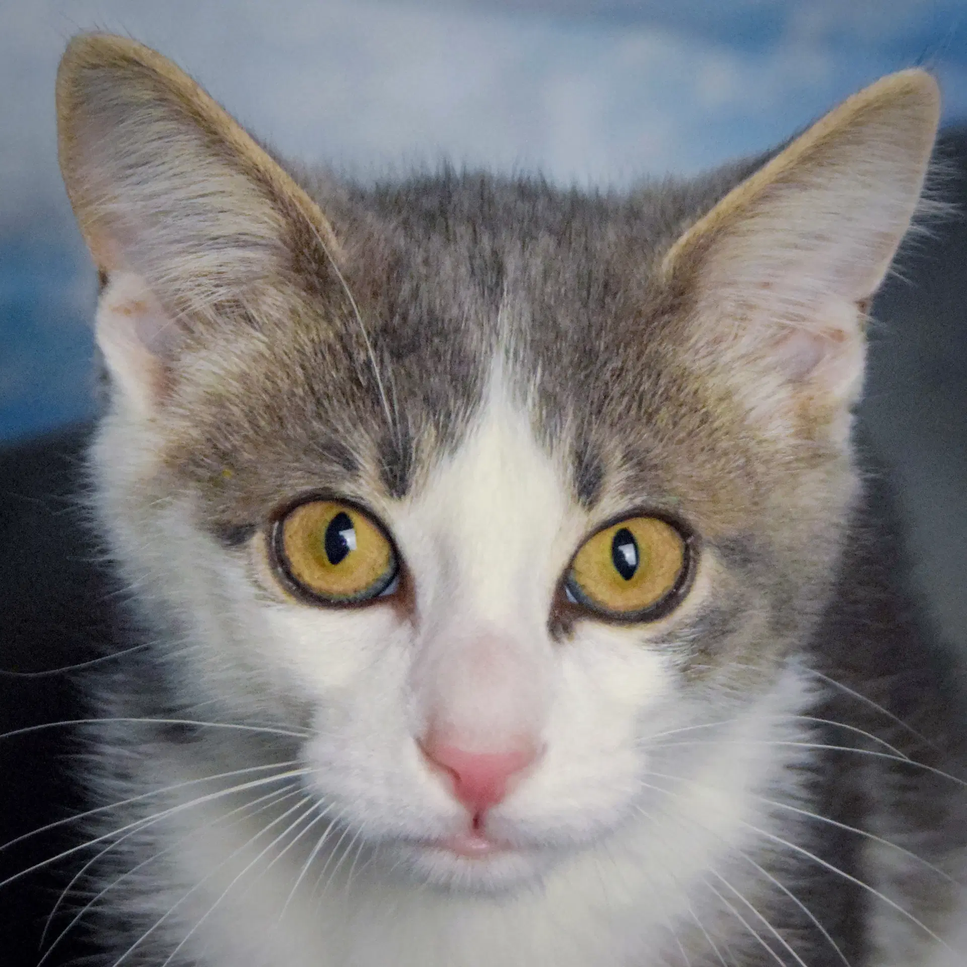 Little Man - Domestic Short Hair