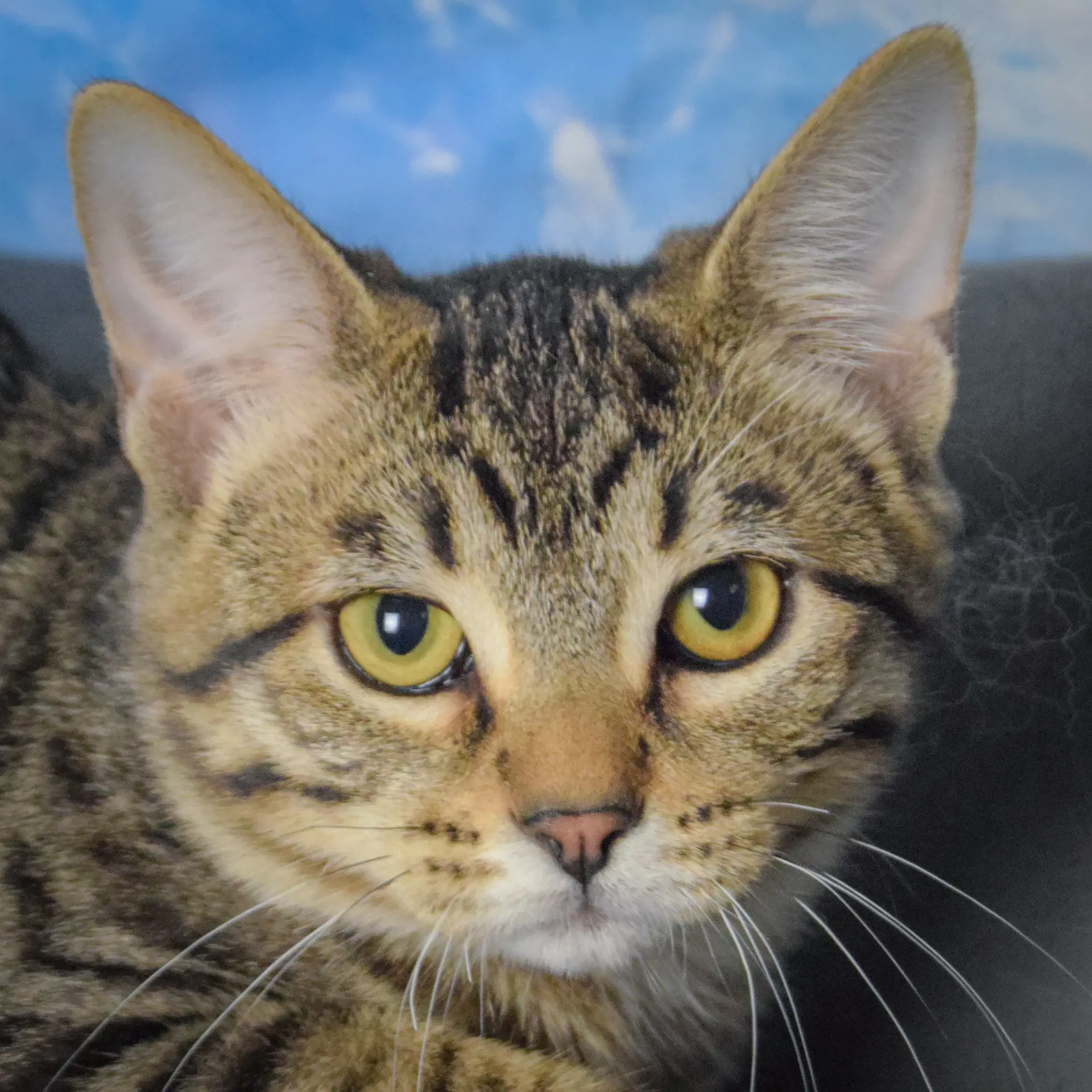 Louie - Tabby