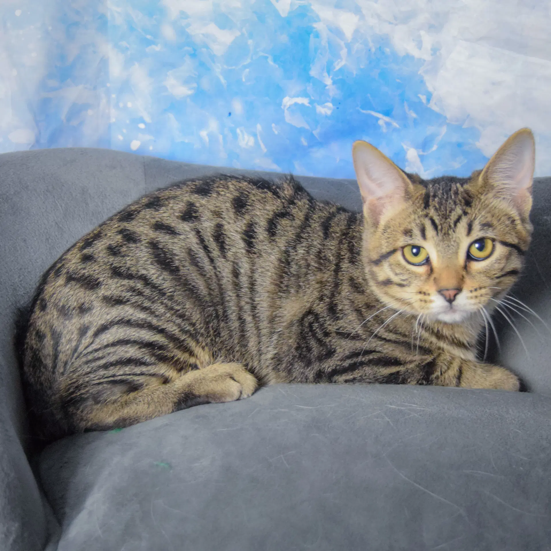 Louie image 3