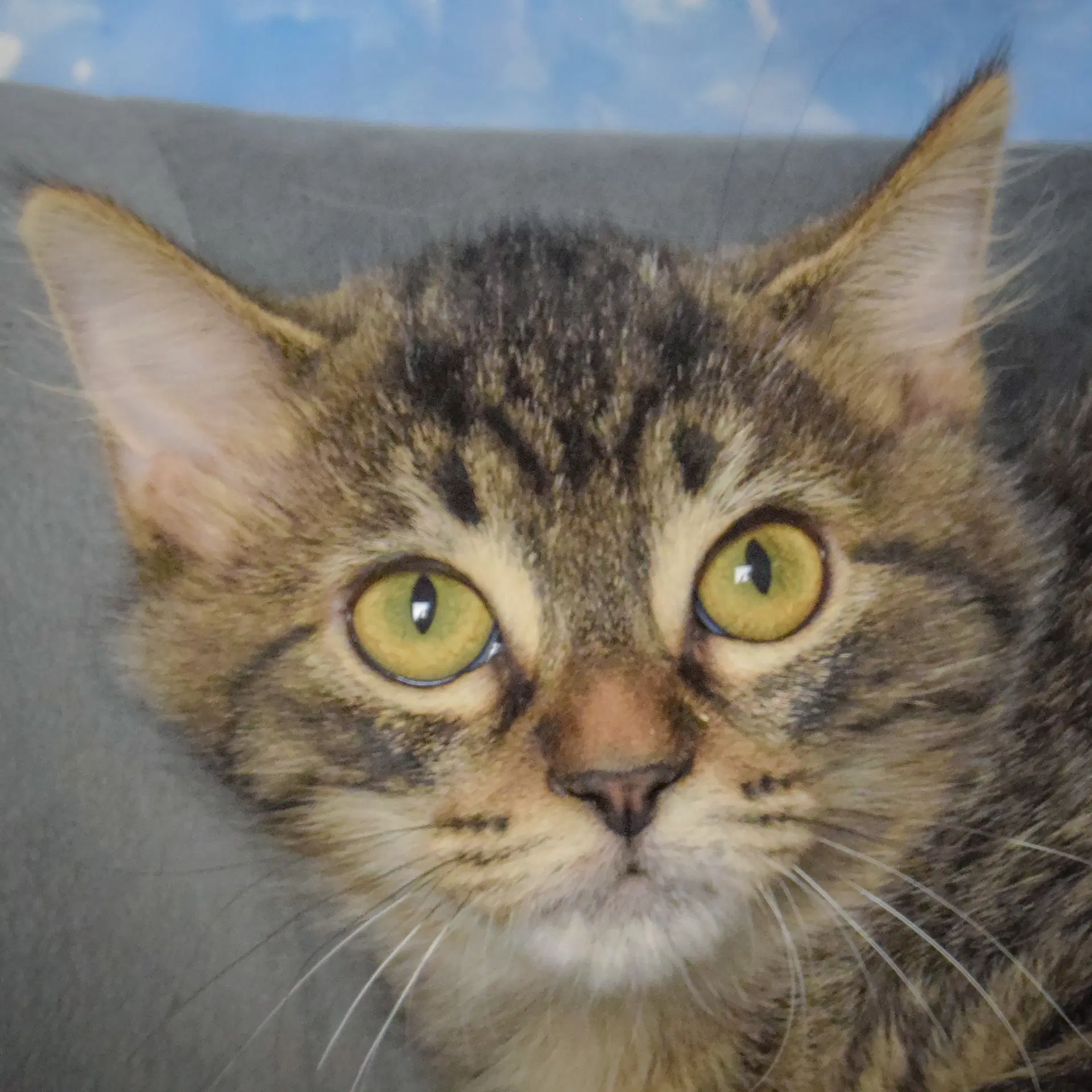 Luna Mae - Tabby