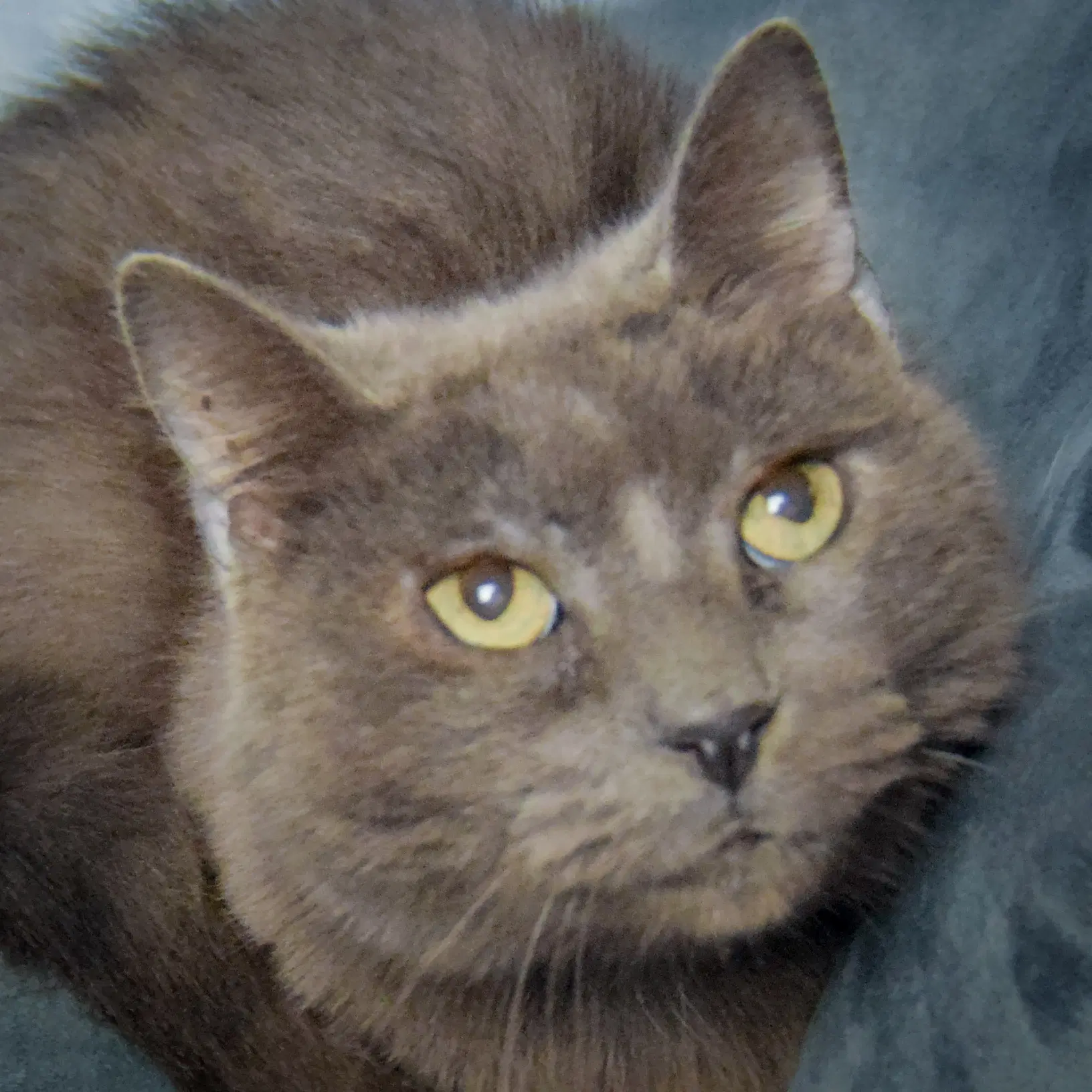 Lyka - Russian Blue