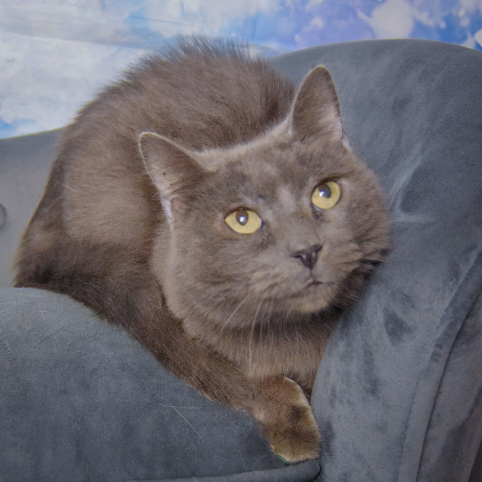 Lyka, photo 2