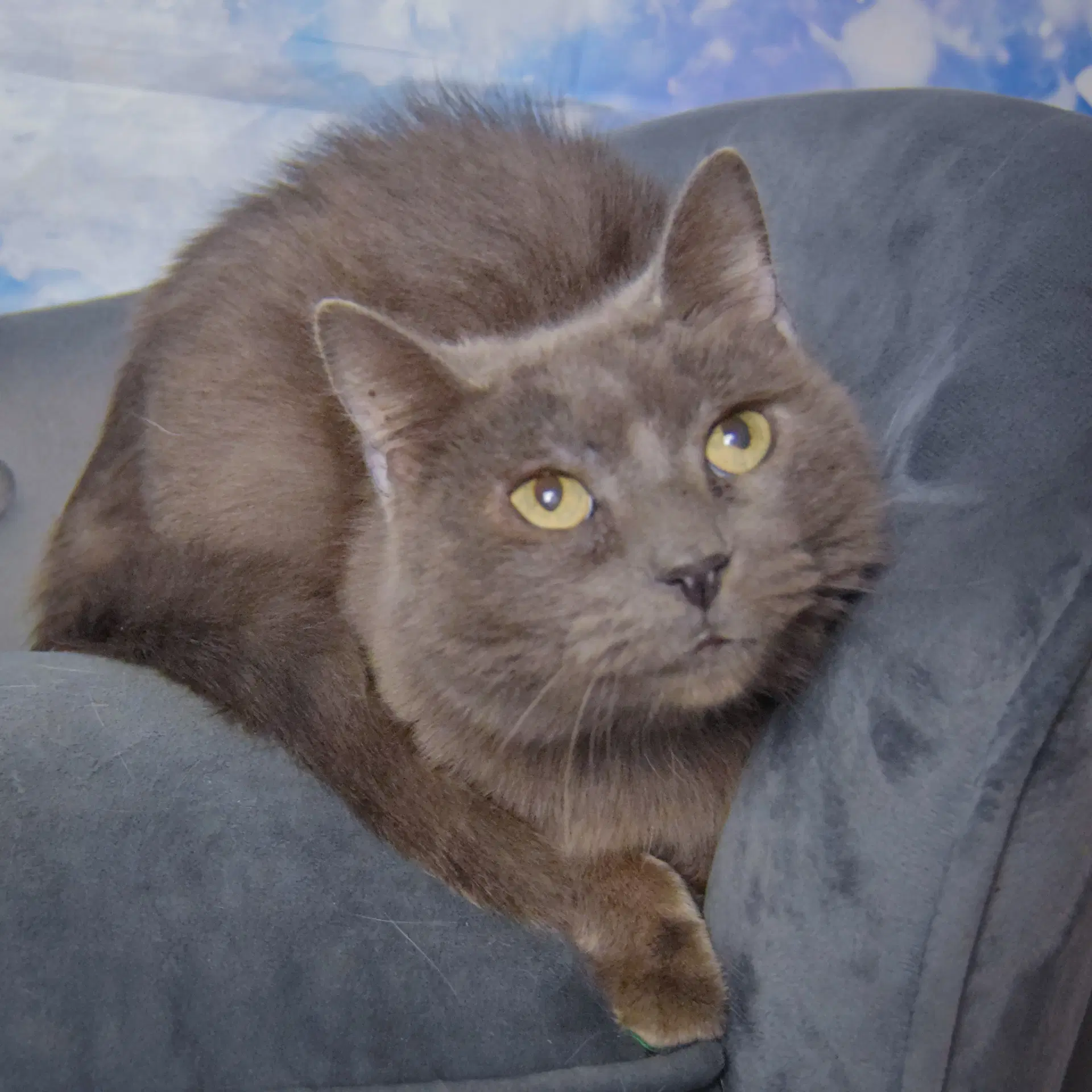 Lyka image 2