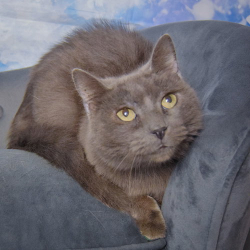 Photo 2 of Lyka