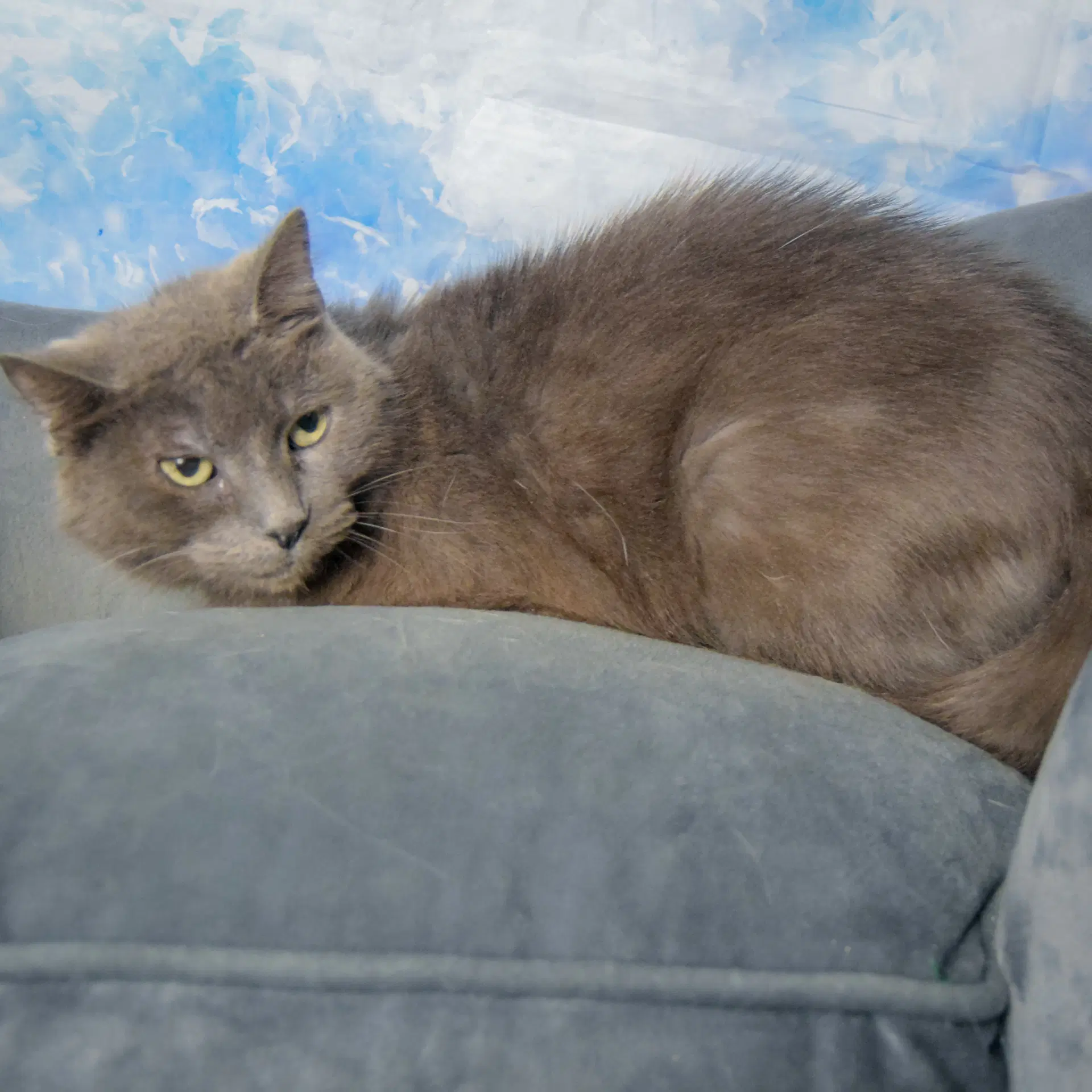Lyka image 3