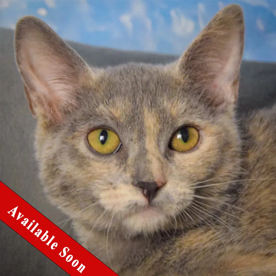 Jaclyn - Dilute Tortoiseshell