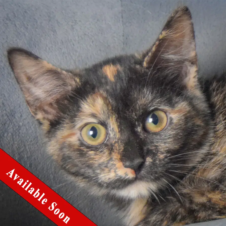 Kate - Tortoiseshell