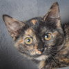 Kate — Huntley, IL Adoption