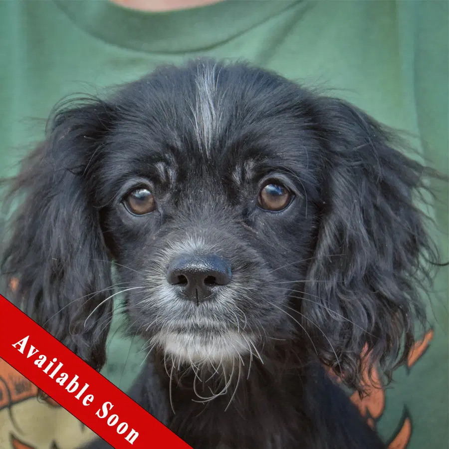 Bert - Cocker Spaniel