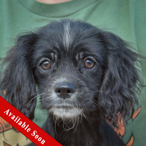 Bert, Cocker Spaniel / Poodle (unknown type) / Mixed