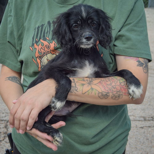 Bert, an adoptable Cocker Spaniel / Poodle (unknown type) / Mixed at Animal House Shelter — photo 2