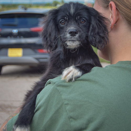Bert, an adoptable Cocker Spaniel / Poodle (unknown type) / Mixed at Animal House Shelter — photo 4