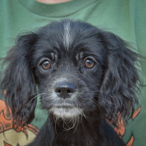 Bert, an adoptable Cocker Spaniel / Poodle (unknown type) / Mixed at Animal House Shelter — photo 5