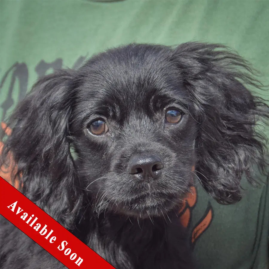 Ernie - Cocker Spaniel