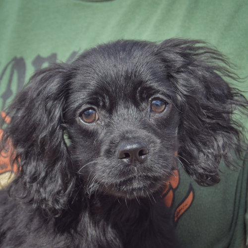 Ernie, an adoptable Cocker Spaniel / Poodle (unknown type) / Mixed at Animal House Shelter — photo 5