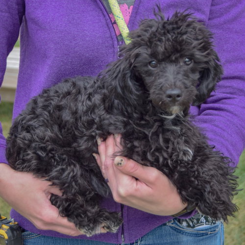 Leon, an adoptable Maltese / Poodle (unknown type) / Mixed at Animal House Shelter — photo 2