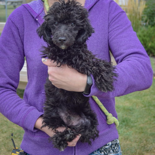 Leon, an adoptable Maltese / Poodle (unknown type) / Mixed at Animal House Shelter — photo 4